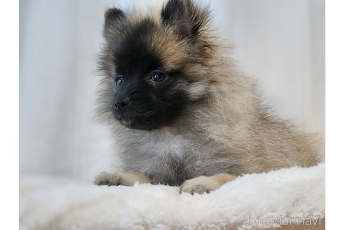 成約済の宮城県のミックス犬-281448の13枚目