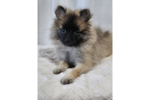 成約済の宮城県のミックス犬-281448の11枚目
