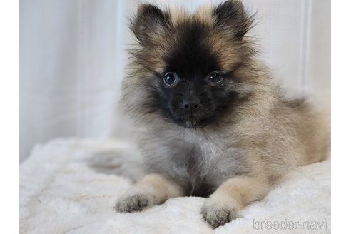 成約済の宮城県のミックス犬-281448の12枚目