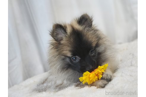 成約済の宮城県のミックス犬-281448の10枚目