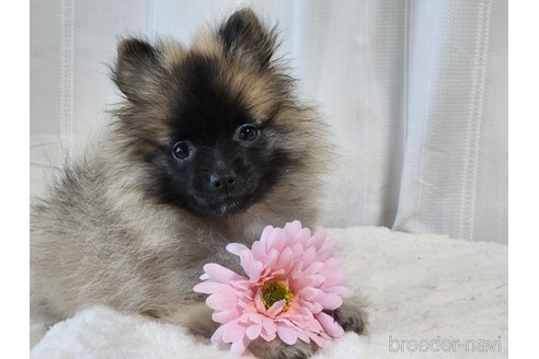 成約済の宮城県のミックス犬-281448の8枚目