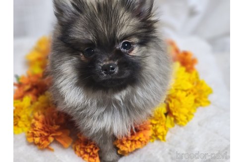 成約済の宮城県のミックス犬-281449の10枚目