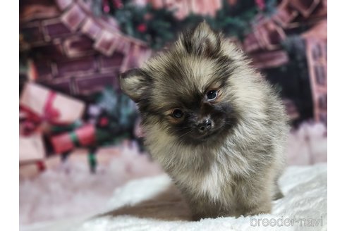 成約済の宮城県のミックス犬-281449の12枚目