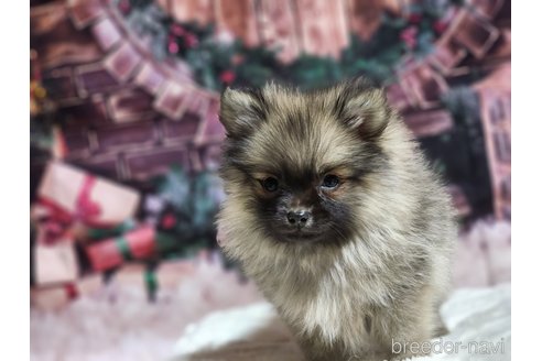 成約済の宮城県のミックス犬-281449の8枚目