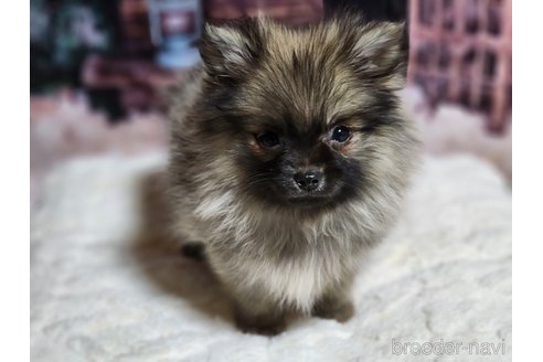 成約済の宮城県のミックス犬-281449の7枚目