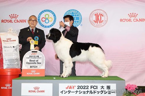 ファイちゃんちゃん1枚目