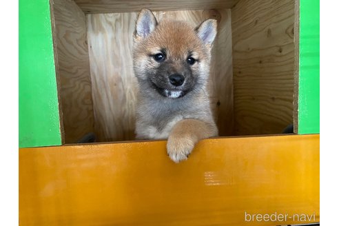 成約済の茨城県の豆柴-277275の5枚目