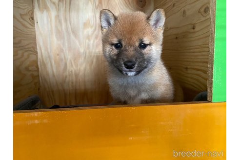 成約済の茨城県の豆柴-277275の6枚目