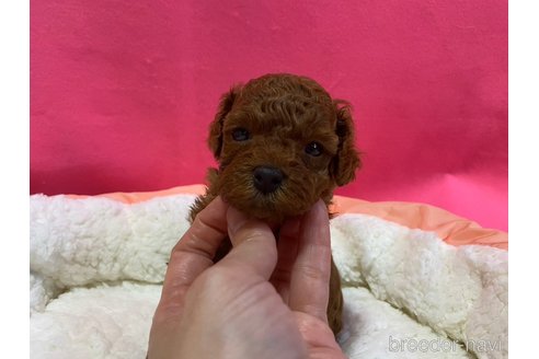 成約済の神奈川県のタイニープードル-280862の13枚目