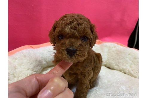 成約済の神奈川県のタイニープードル-280864の7枚目
