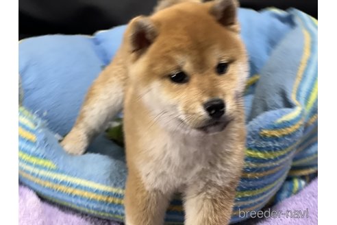 成約済の栃木県の柴犬-281492の1枚目