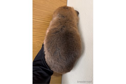 成約済の愛知県の豆柴-280500の2枚目