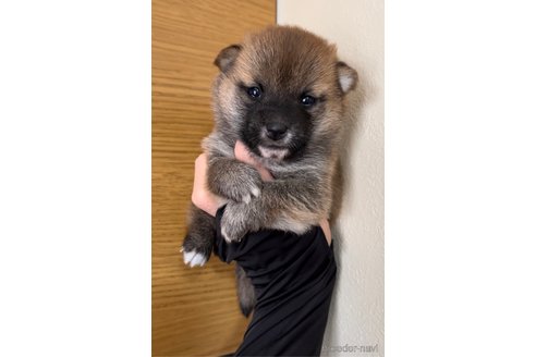 成約済の愛知県の豆柴-280500の3枚目