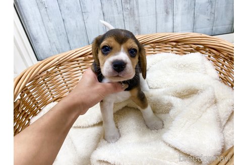 成約済の愛知県のビーグル-281535の6枚目