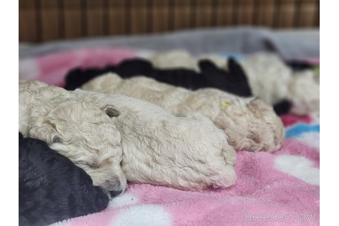 成約済の宮城県のスタンダードプードル-281557の5枚目