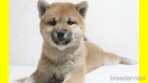 成約済の岡山県の柴犬-272792