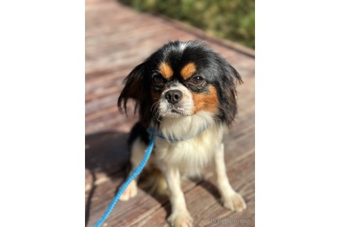 成約済の山口県のミックス犬-263118の4枚目