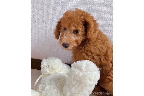 成約済の福岡県のトイプードル-270883の7枚目