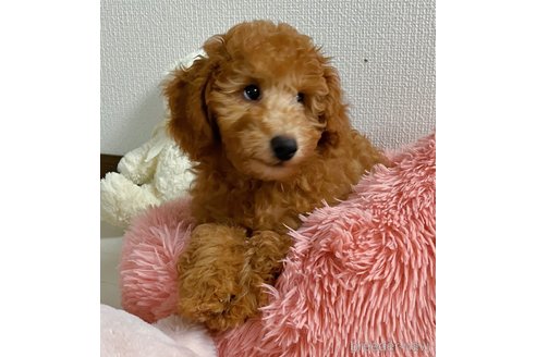 成約済の福岡県のトイプードル-270883の4枚目