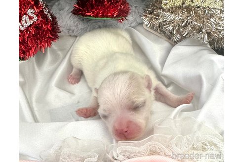 成約済の埼玉県のマルチーズ-281600の18枚目