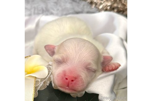 成約済の埼玉県のマルチーズ-281601の24枚目
