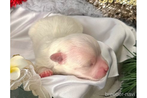 成約済の埼玉県のマルチーズ-281601の22枚目