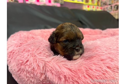 成約済の岐阜県のミックス犬-278841の14枚目