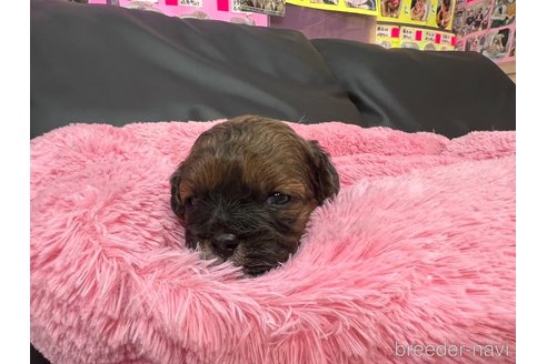 成約済の岐阜県のミックス犬-278841の13枚目