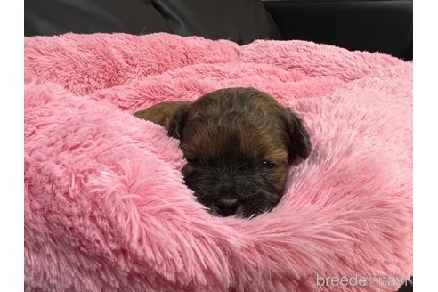 成約済の岐阜県のミックス犬-278841の12枚目
