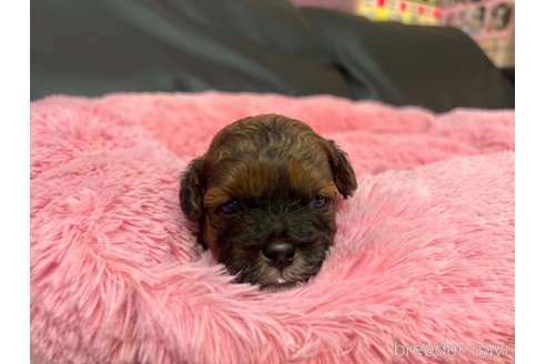 成約済の岐阜県のミックス犬-278841の11枚目