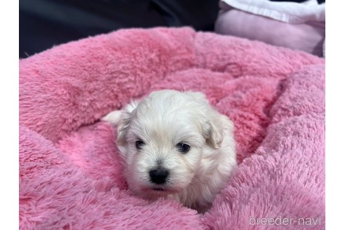 成約済の岐阜県のミックス犬-276460の4枚目