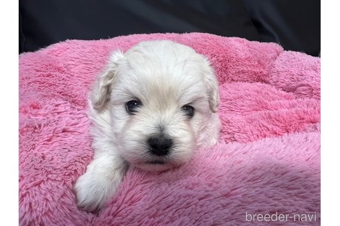 成約済の岐阜県のミックス犬-276460の5枚目
