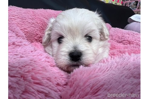 成約済の岐阜県のミックス犬-276460の6枚目