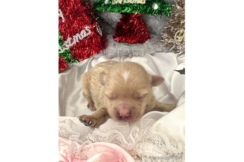成約済の埼玉県のマルプー:マルチーズ×トイプードル-281604の29枚目
