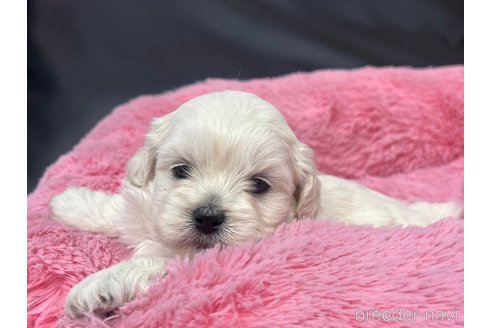 成約済の岐阜県のミックス犬-276458の6枚目