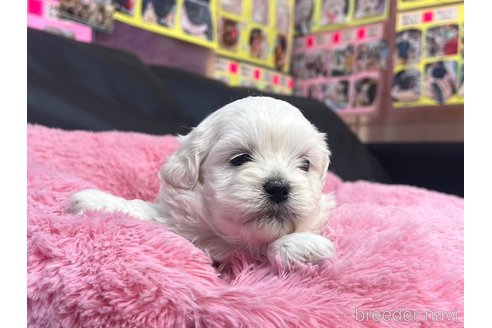 成約済の岐阜県のミックス犬-276458の5枚目