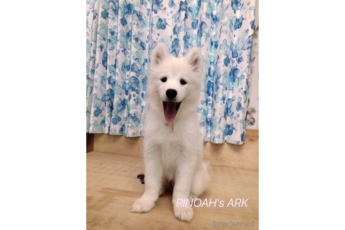 成約済の広島県のサモエド-273189の4枚目