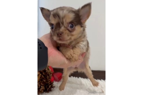 成約済の福岡県のチワワ(ロングコート)-281606の6枚目