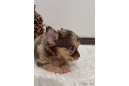 成約済の福岡県のチワワ(ロングコート)-281606の7枚目