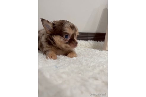 成約済の福岡県のチワワ(ロングコート)-281606の8枚目