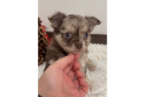 成約済の福岡県のチワワ(ロングコート)-279311の6枚目