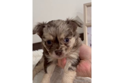 成約済の福岡県のチワワ(ロングコート)-279311の7枚目