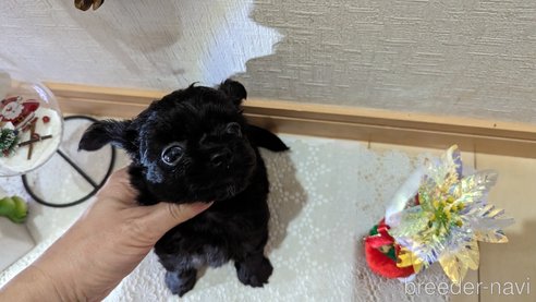 成約済の広島県のチワプー:チワワ×トイプードル-281646の46枚目
