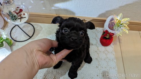 成約済の広島県のチワプー:チワワ×トイプードル-281649の48枚目