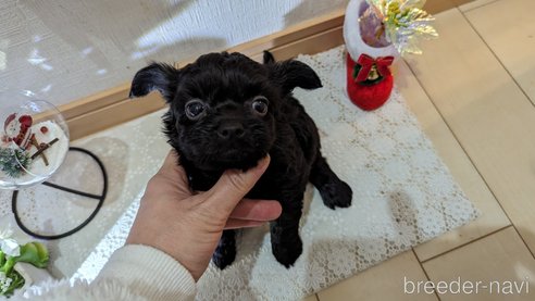 成約済の広島県のチワプー:チワワ×トイプードル-281649の46枚目