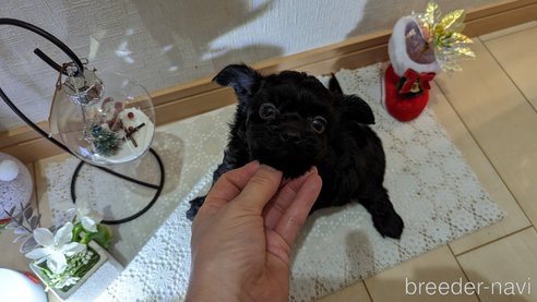 成約済の広島県のチワプー:チワワ×トイプードル-281649の44枚目