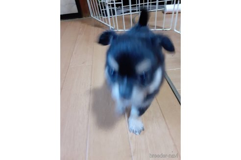 成約済の愛知県のチワワ(ロングコート)-280094の3枚目