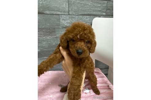 成約済の岡山県のトイプードル-281688の6枚目