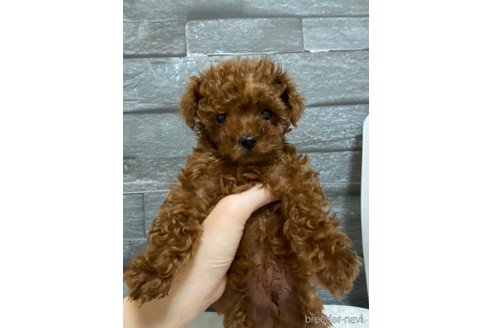 成約済の岡山県のトイプードル-281689の10枚目