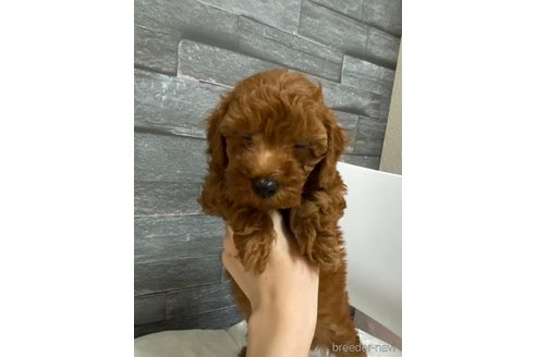 成約済の岡山県のトイプードル-281690の3枚目
